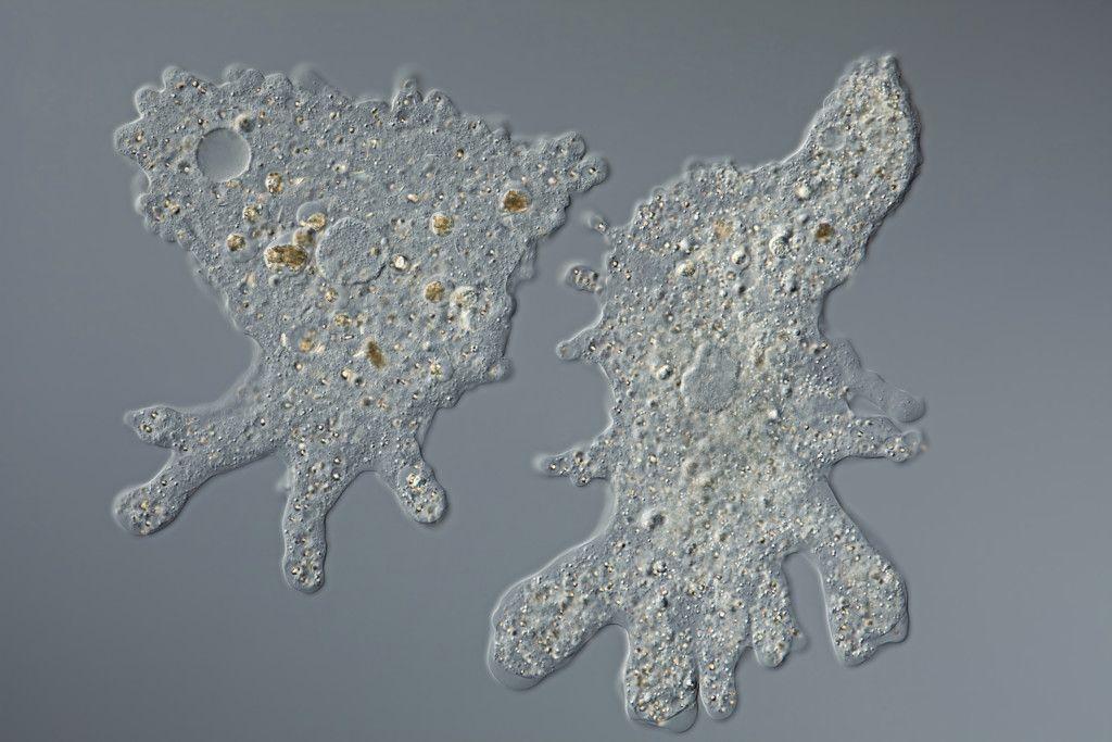 Entamoeba histolytica