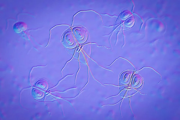 Giardia duodenalis