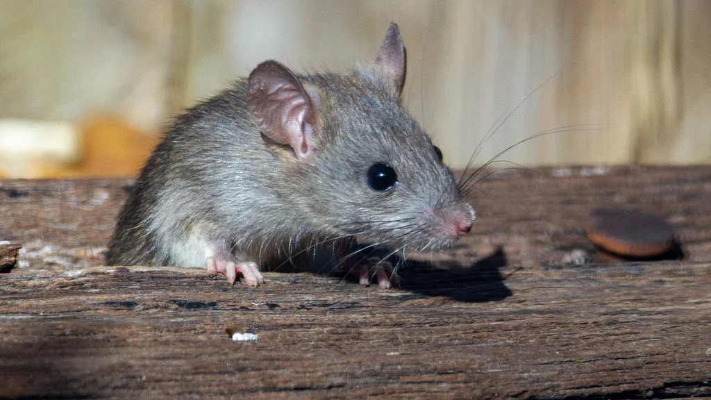 Peste causada por Yersinia pestis