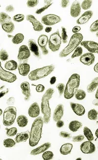 Bactéria Coxiella burnetii