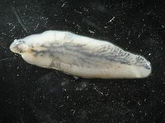 Fasciola hepatica / F. gigantica