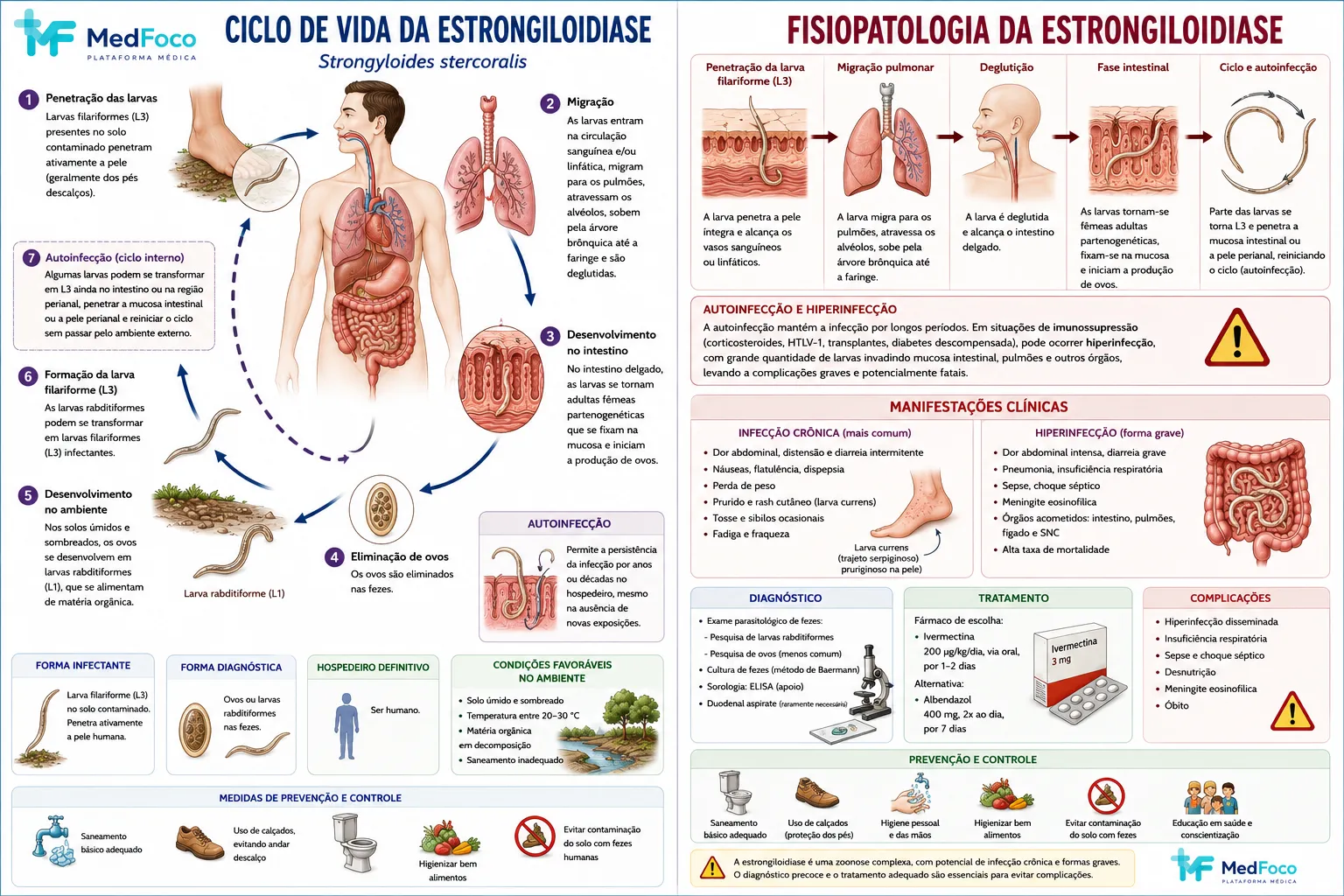 Fase ambiental + ciclo parasitário humano