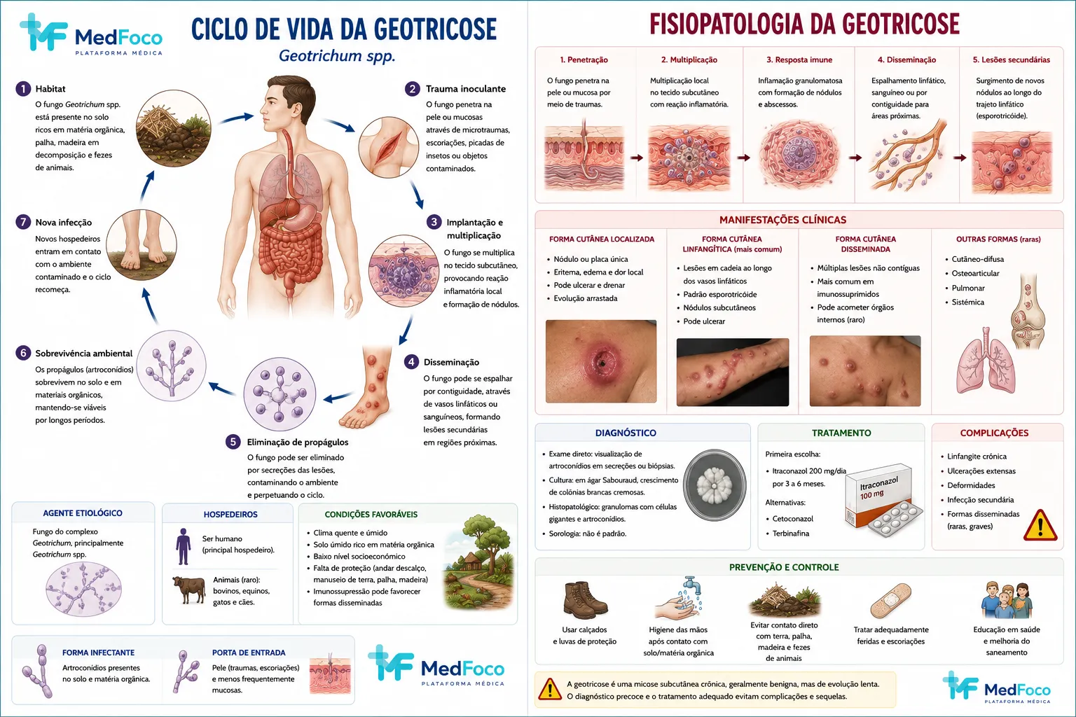 Fungo de baixa virulência + hospedeiro vulnerável
