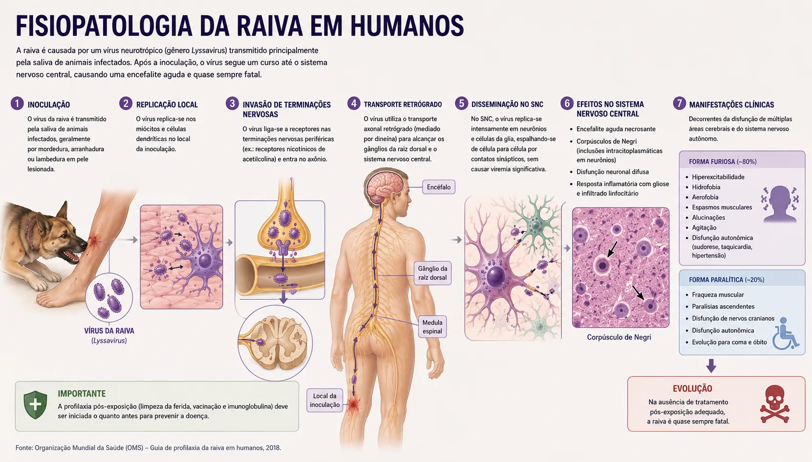 Inoculação → nervo periférico → SNC → glândulas salivares
