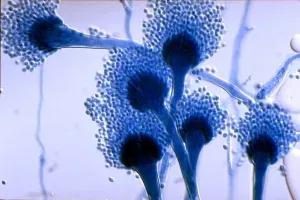 Aspergillus spp.